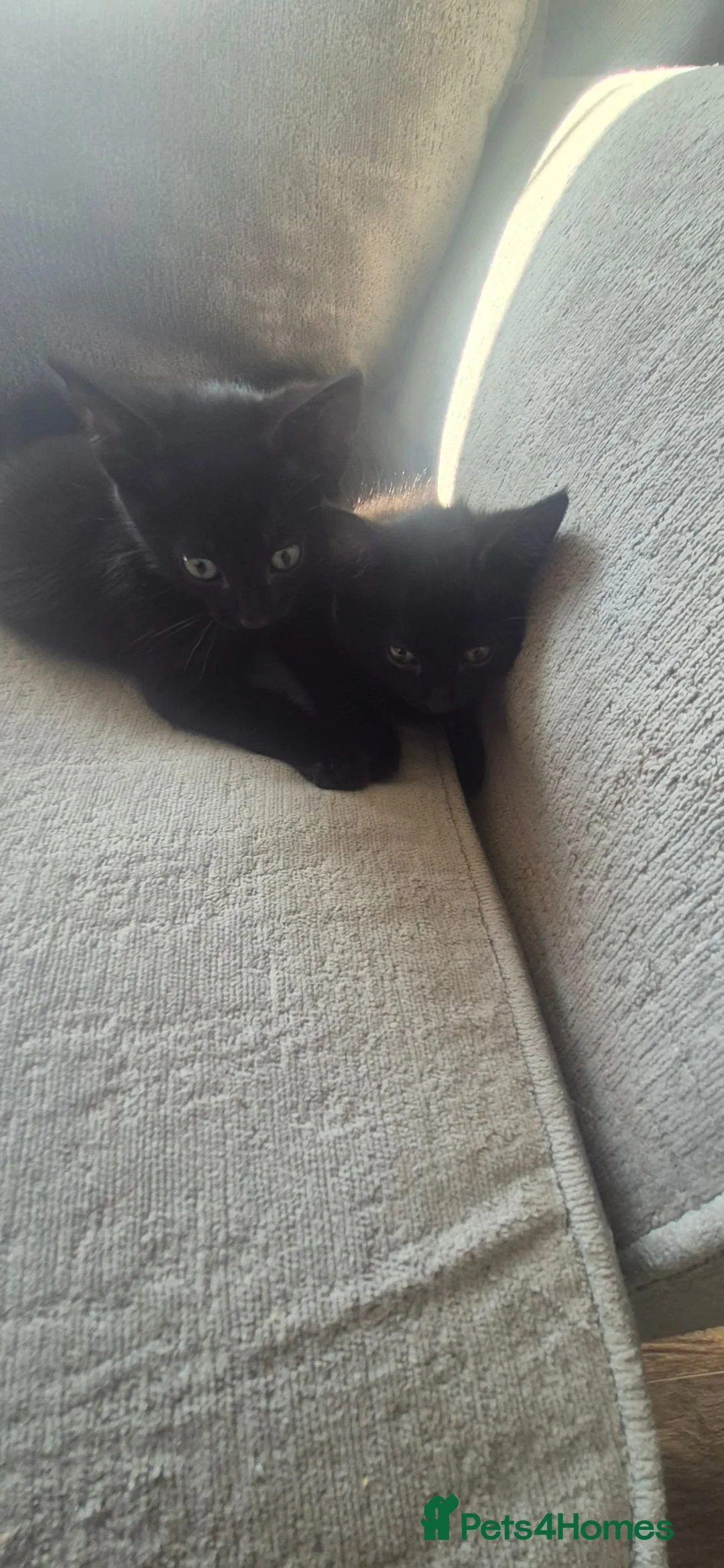 Bengal cats for sale: Cross bengal kittens £100 - Advert 1