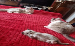 Ragdoll cats for sale: Kitten - Image 27