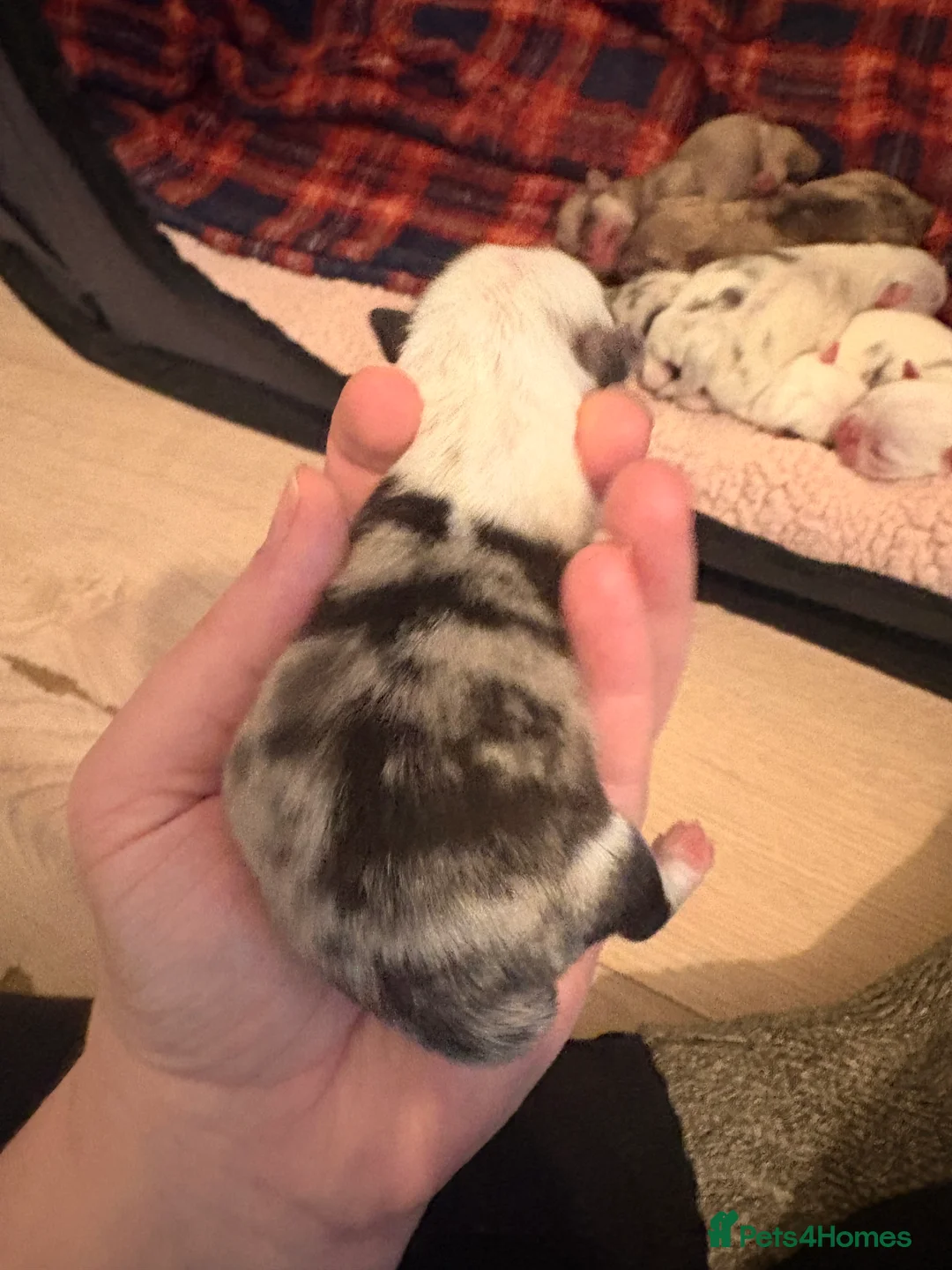 Jug dogs for sale: Stunning Jug Puppy Ready for 5-Star Home!  - Advert 2