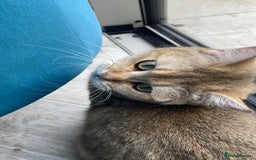 British Shorthair cats for sale: Alfie and Chester  - Image 2