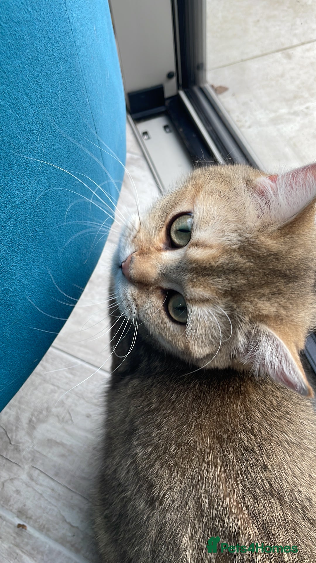 British Shorthair cats for sale: Alfie and Chester  - Image 2