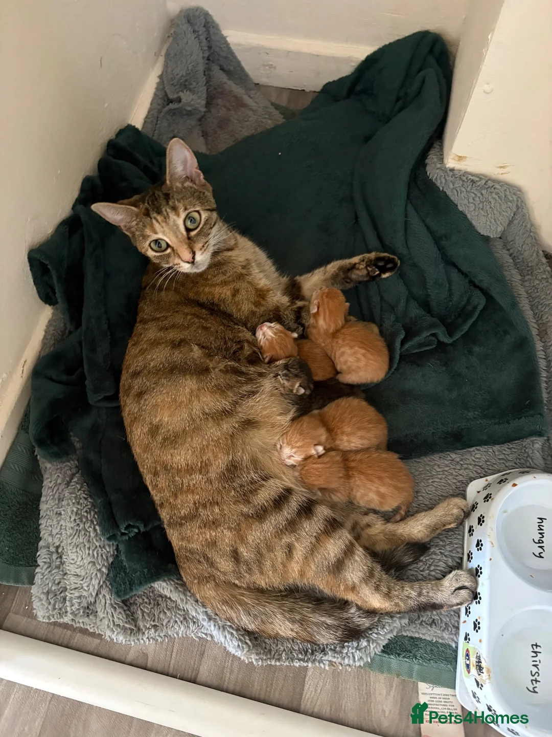 Mixed Breed cats for sale: Ginger kittens for sale  - Advert 1