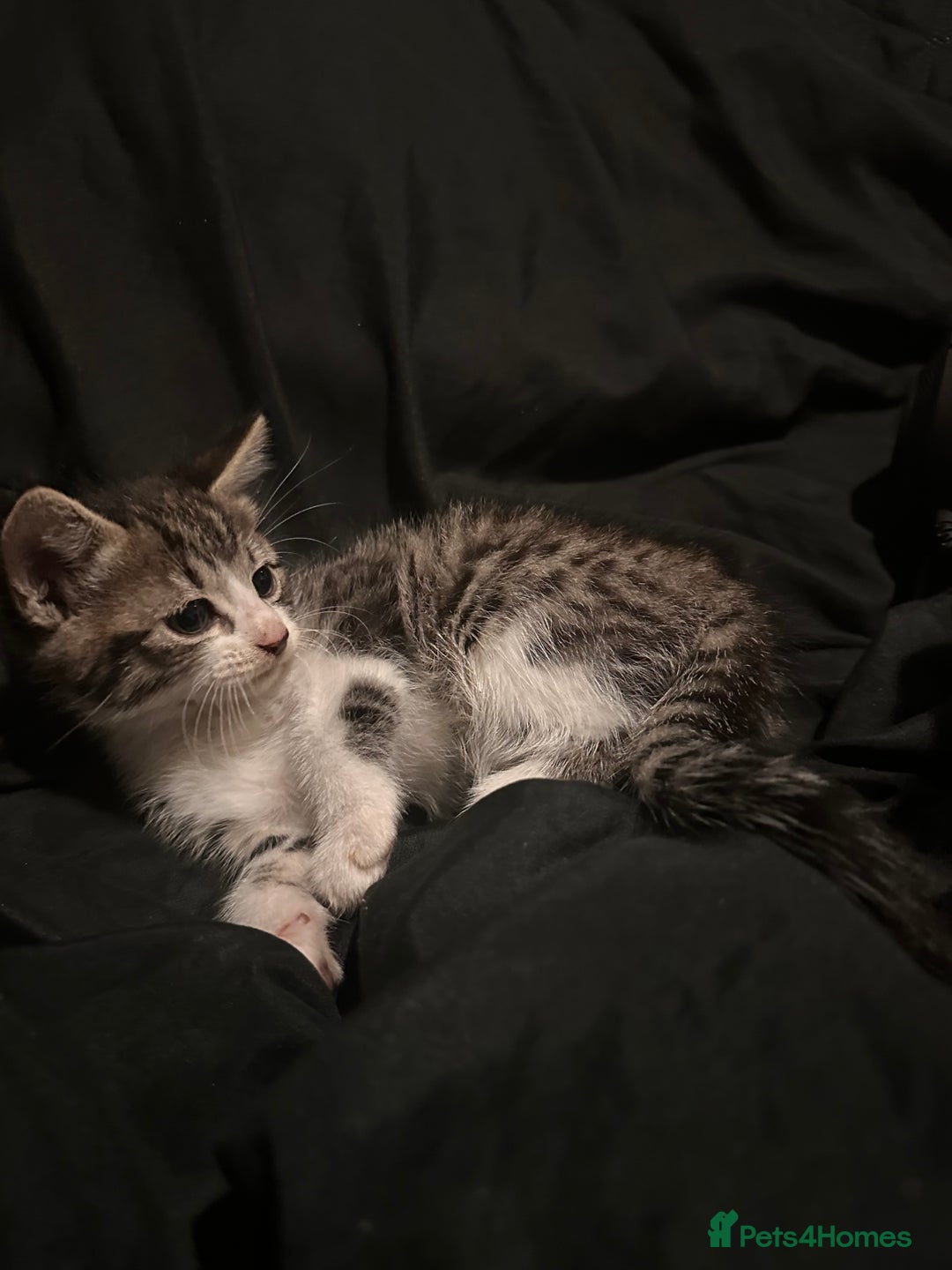 Mixed Breed cats for sale: Bengal mixed kittens  - Advert 2