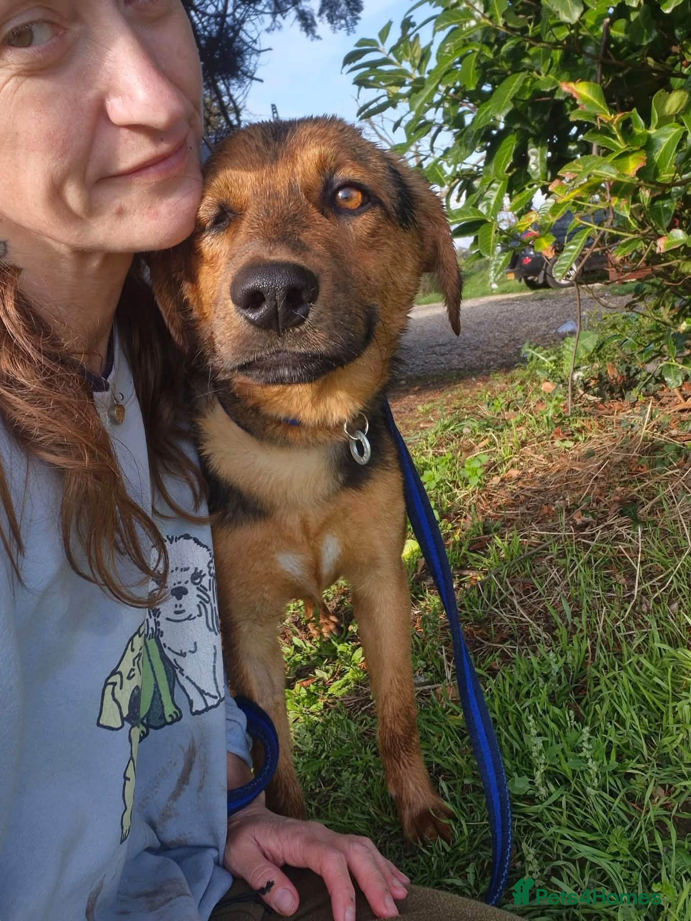 Mixed Breed dogs for adoption: Vic - Norwich Norfolk  - Advert 2