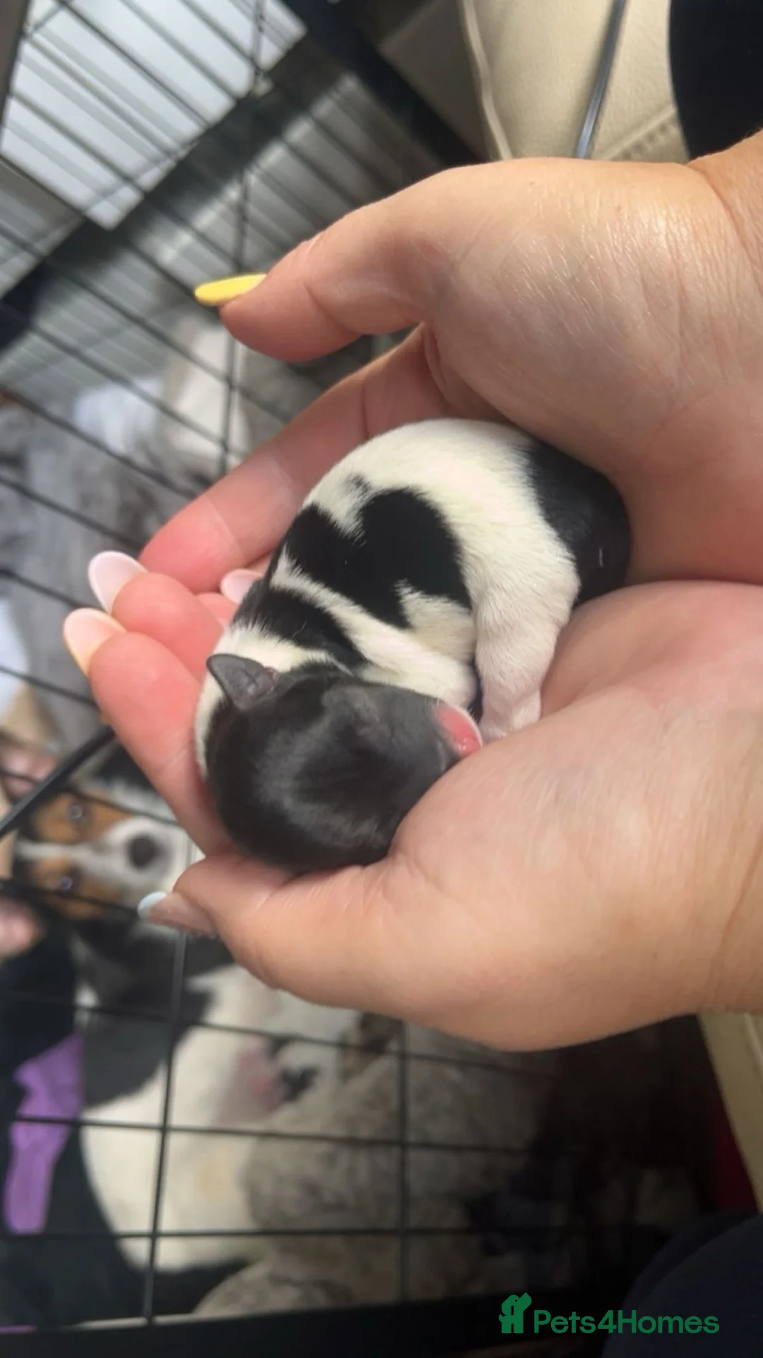 Jack Russell dogs for sale: Stunning Jack Russell puppies in Preston - Advert 2