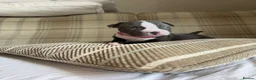 American Bully dogs for sale: 🐾 POCKET BULLY PUPPIES 🐾  in Nottingham - Advert 4