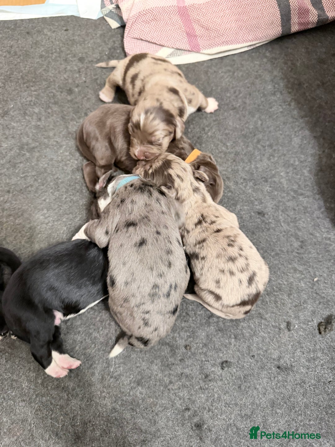 Sprollie dogs for sale: 6 Male Sprollies For Sale - Advert 12