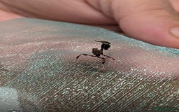 Praying Mantis invertebrates for sale:  Ghost Mantis - Phyllocrania paradoxa - Image 2