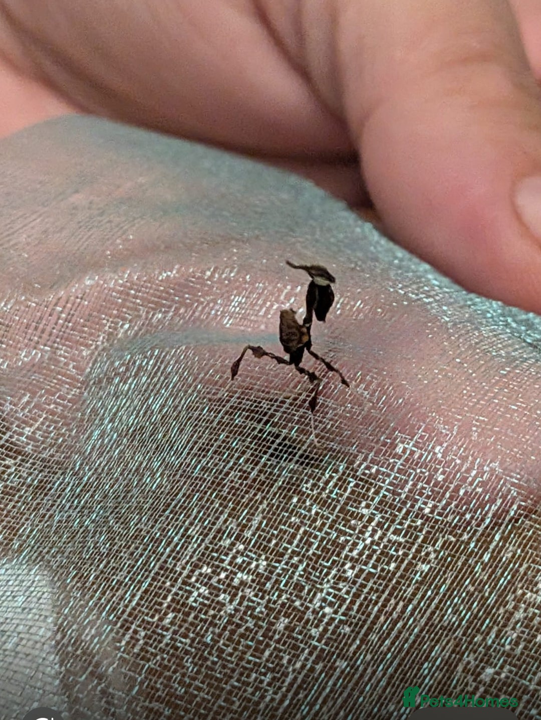 Praying Mantis invertebrates for sale:  Ghost Mantis - Phyllocrania paradoxa - Image 2