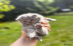 British Shorthair cats for sale: Five cute and naughty kittens for sale - Image 2