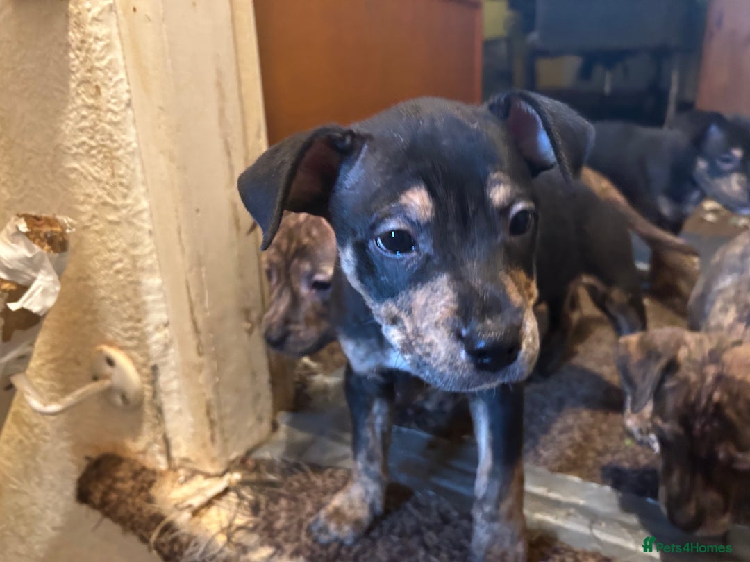 Mixed Breed dogs for sale: Staff plus Staff Jack Puppies  - Advert 8