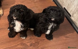 Cavapoo dogs for sale: Cavapoo F1 pups health tested parents  - Image 3