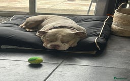 American Bully dogs for sale: Male Pocket Bully Lilac Mearl - Image 3