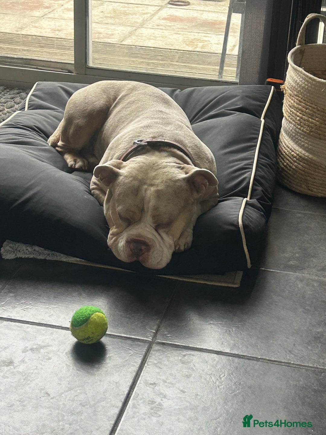 American Bully dogs for sale: Male Pocket Bully Lilac Mearl - Image 3