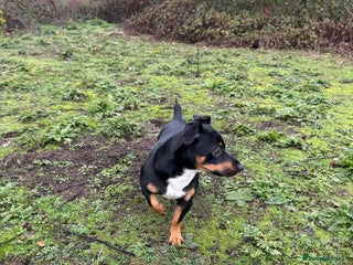 Jack Russell dogs Denny - Advert 2