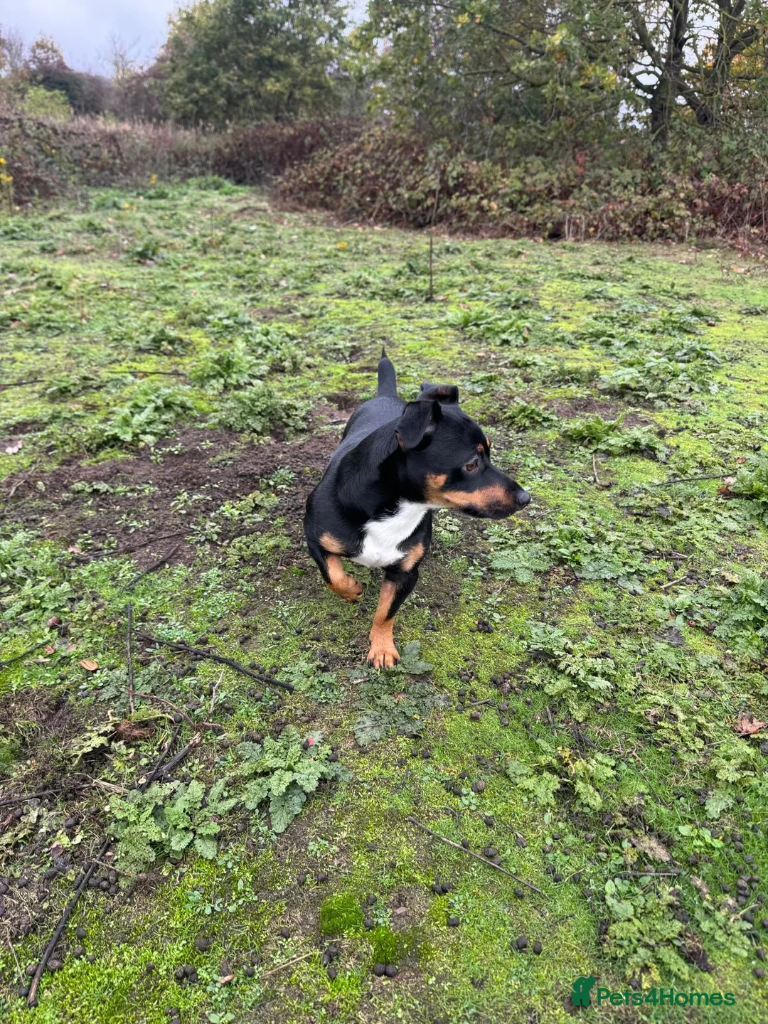 Jack Russell dogs for stud: Denny - Advert 1