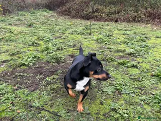 Jack Russell dogs Denny - Advert 11