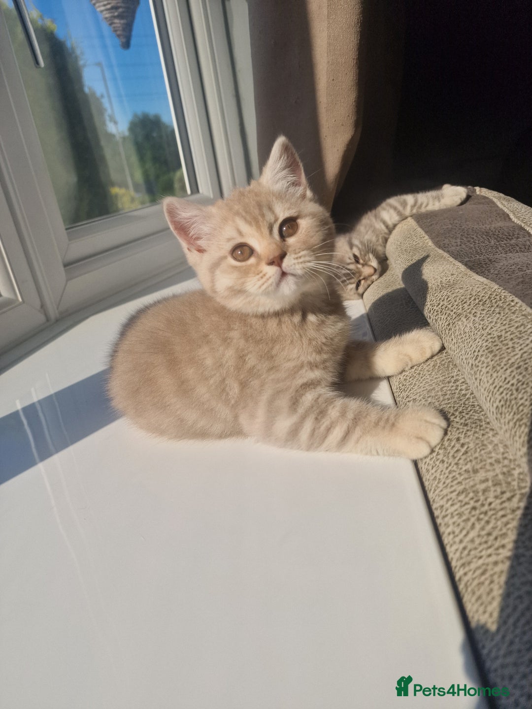Scottish Fold cats for sale: Stunning TICA Registered Babies in Bolton - Image 10