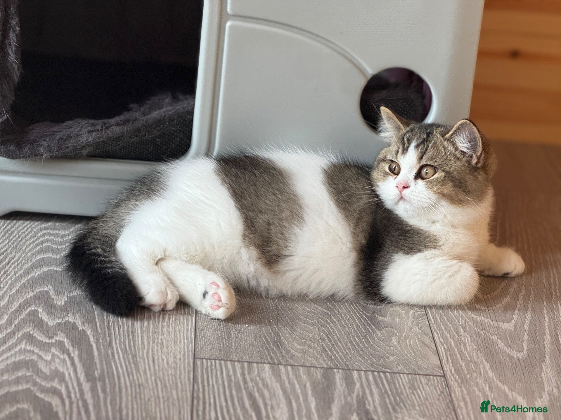 British Shorthair cats Last Tica reg Tabby kitten ( reduced ) ready now ! - Advert 1