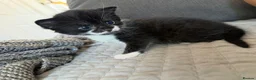 Mixed Breed cats for sale: Last kitten left  - Advert 4