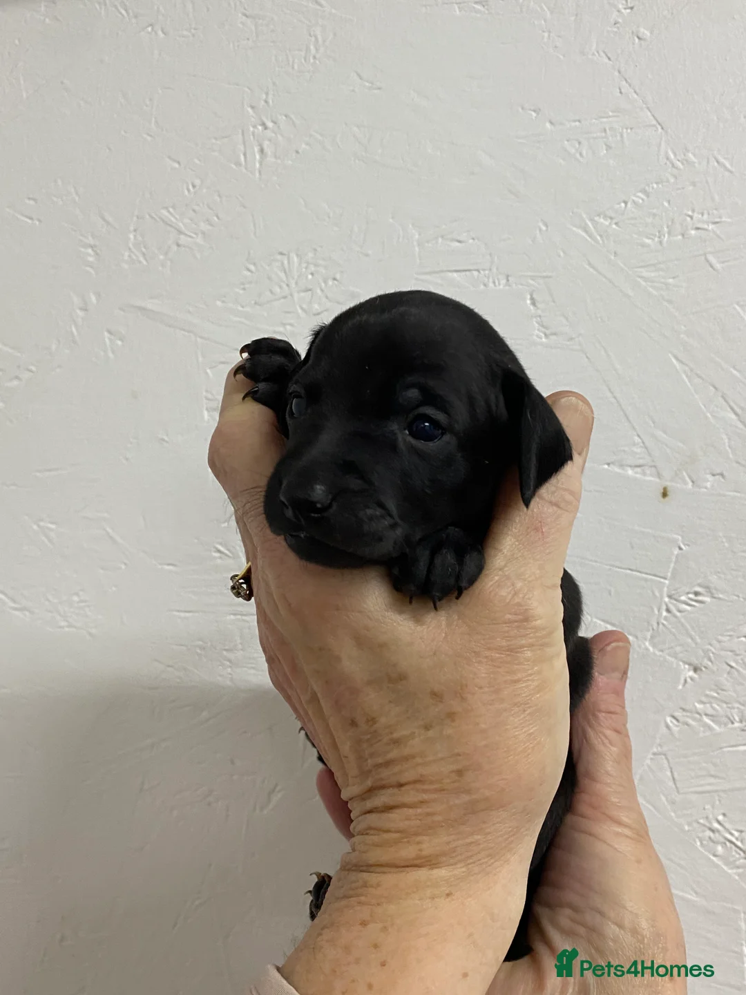 Italian Greyhound dogs for sale: Beautiful Italian Greyhound Puppies - Advert 17