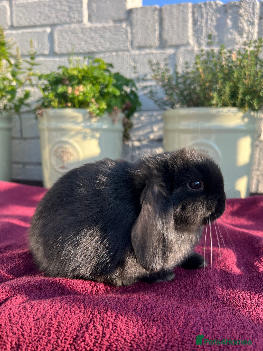 Mini Lop rabbits for sale: Mini Lop Baby Rabbits/Bunnies  - Image 5