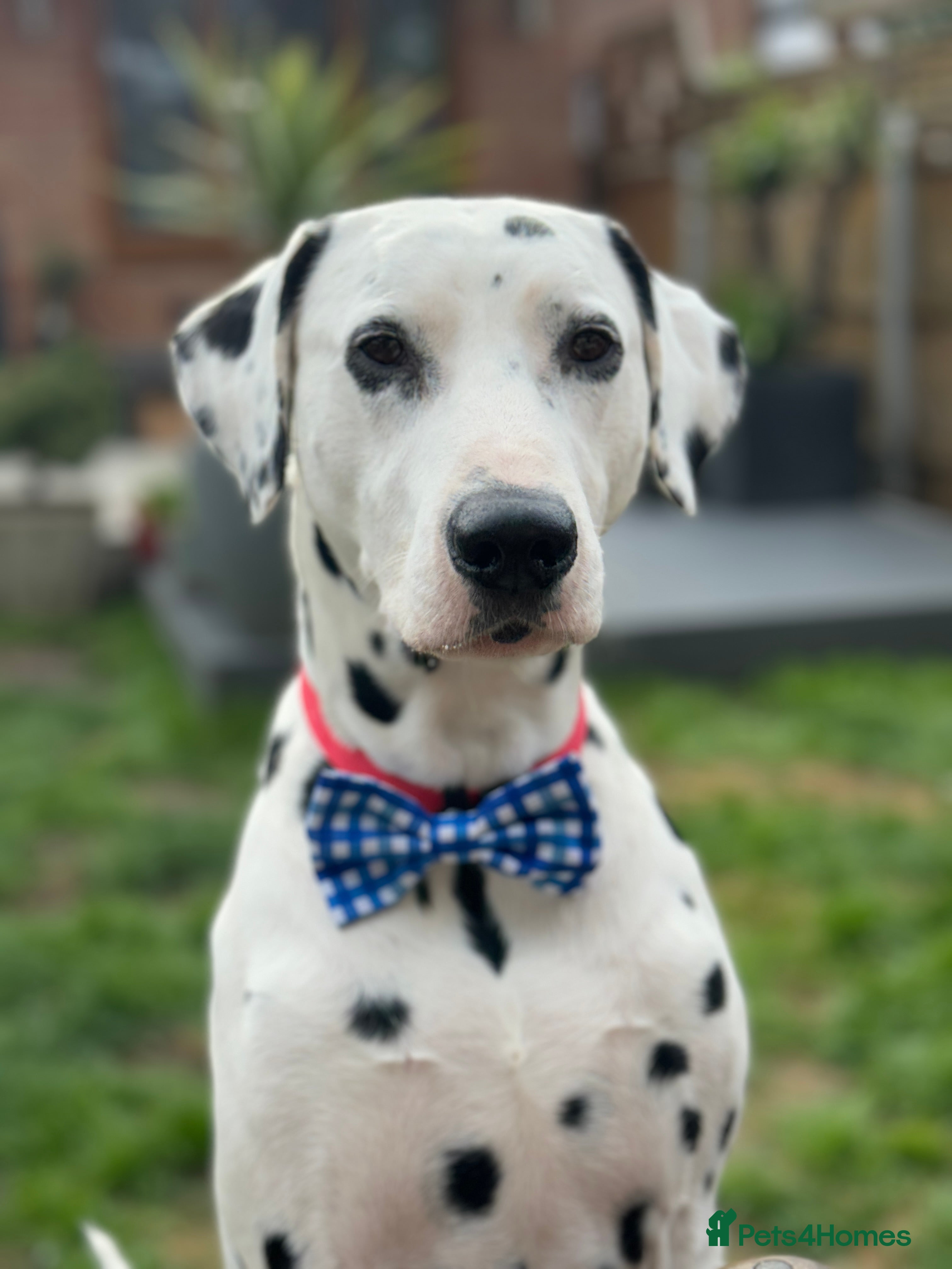 Dalmatian dogs PROVEN Black spot KC registered Dalmatian for STUD - Advert 7