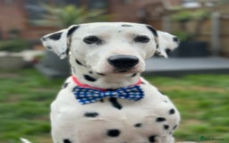 Dalmatian dogs for stud: PROVEN Black spot KC registered Dalmatian for STUD in Romford - Image 8