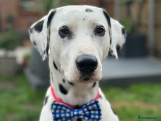 Dalmatian dogs PROVEN Black spot KC registered Dalmatian for STUD in Romford - Advert 1