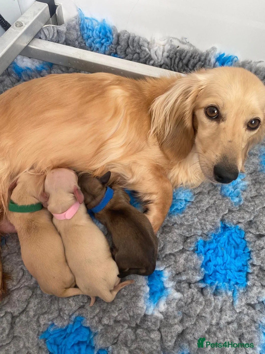 Miniature Dachshund dogs for sale: Two adult cream female Miniature Dachshunds  - Advert 2