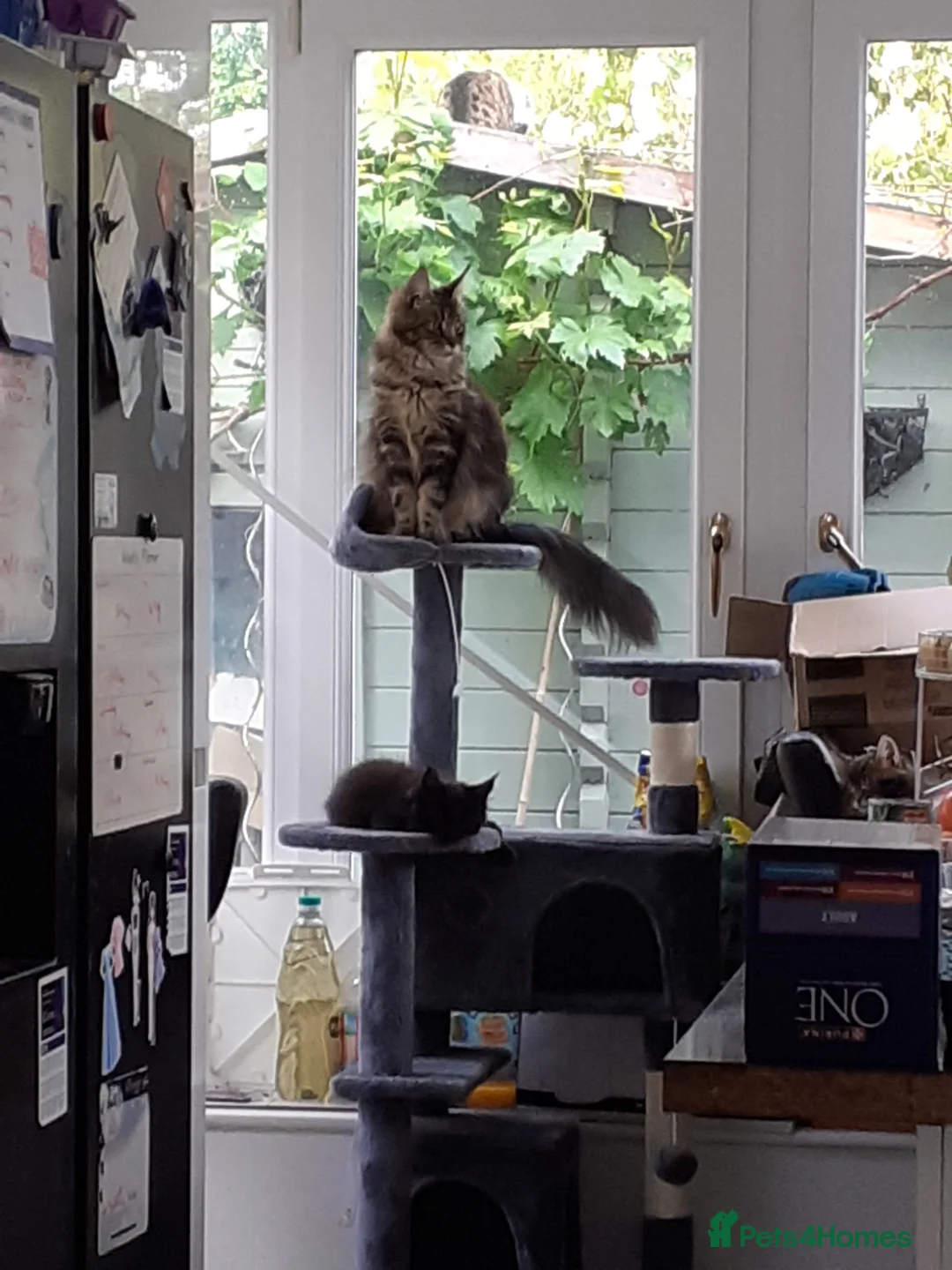 Maine Coon cats for sale: Pure bred Maine Coon kittens both parents in situ  in Crawley - Advert 7