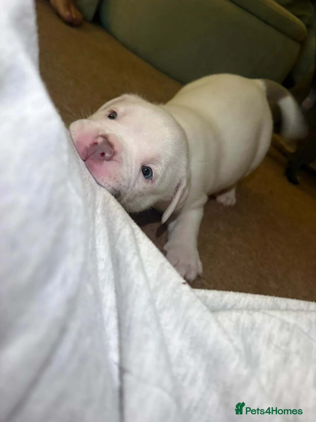 American Bully dogs for sale: 🐾 POCKET BULLY PUPPIES 🐾  - Advert 2
