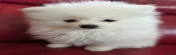 Pomeranian dogs for sale: Pedigree Ice White Pomeranian puppies - Advert 3