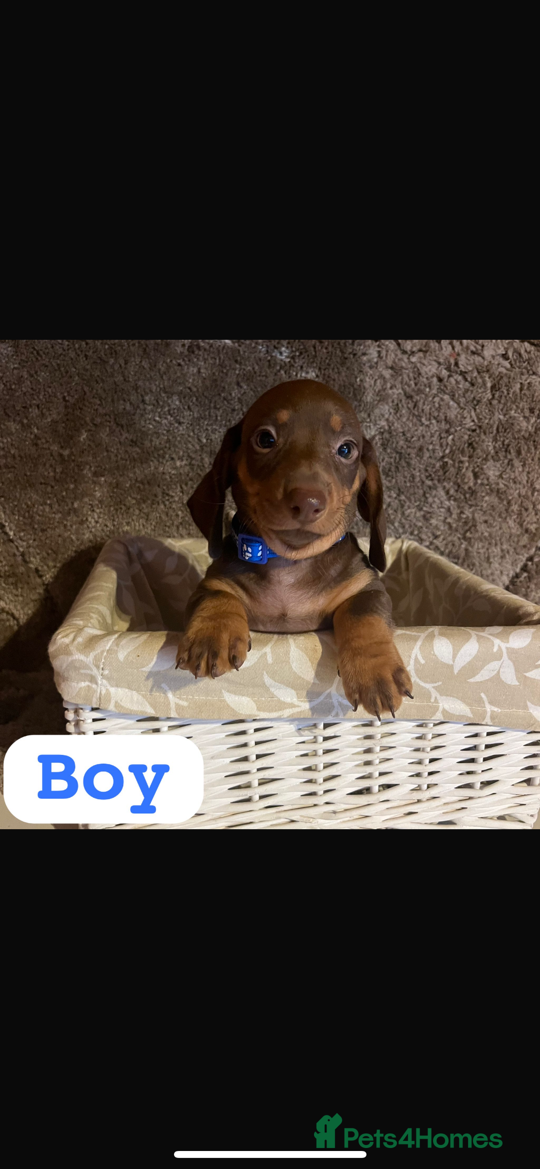 Dachshund dogs for sale: Dachshund  - Image 4