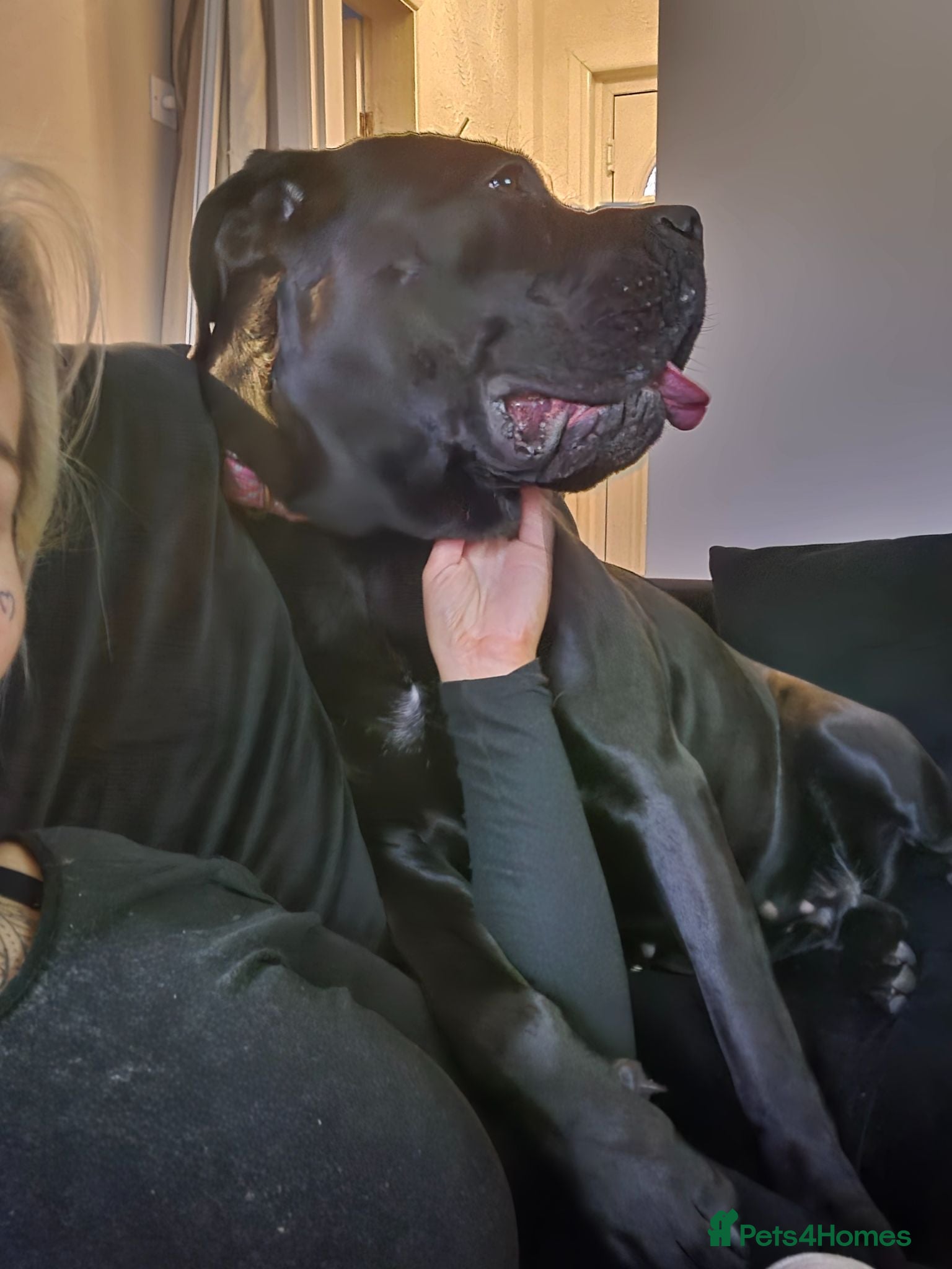 Cane Corso dogs Sad rehoming  - Advert 1