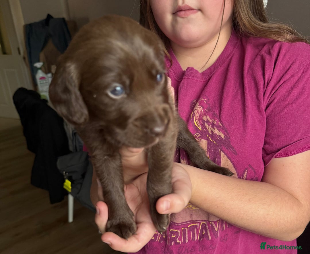 Cockerdor dogs for sale: F1 Cockerador Puppies  - Advert 23