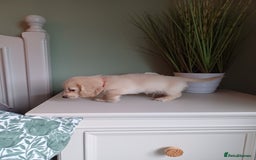 Miniature Dachshund dogs for sale: Kc reg cream longhair minature dachshund  - Image 3