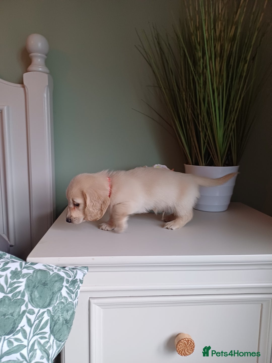 Miniature Dachshund dogs for sale: Kc reg cream longhair minature dachshund  - Image 3