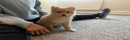 Mixed Breed dogs for sale: The cutest Pups: German & Japanese Pomeranian - Advert 9