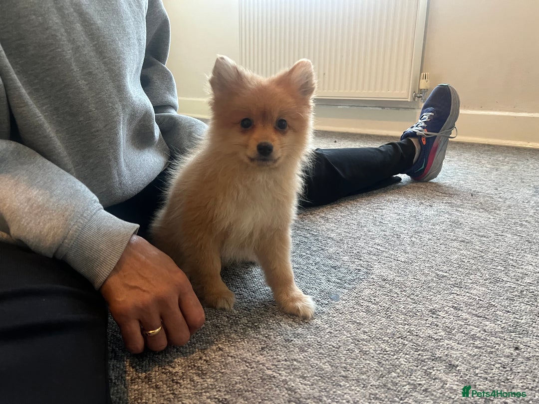 Mixed Breed dogs for sale: The cutest Pups: German & Japanese Pomeranian - Advert 9