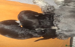 Miniature Schnauzer dogs for sale: 3 adorable miniature schnauzer puppies  - Image 7