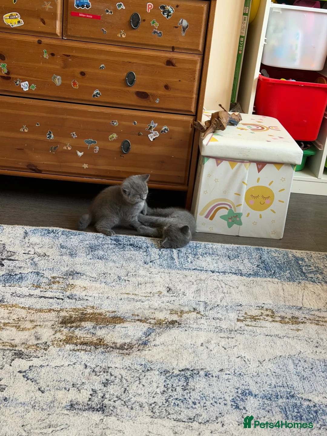 British Shorthair cats for sale: British shorthair - Advert 2