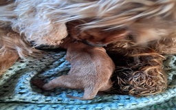 Cockapoo dogs for sale: 5* minature cockapoos - Image 16