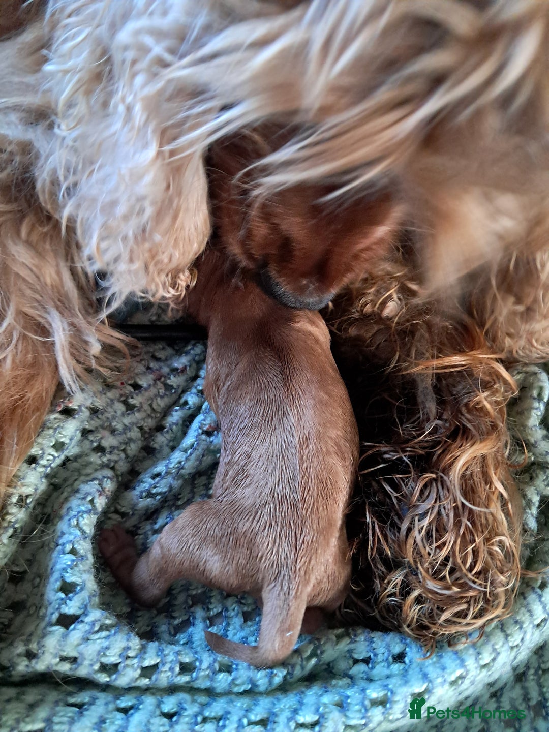 Cockapoo dogs for sale: 5* minature cockapoos - Image 16