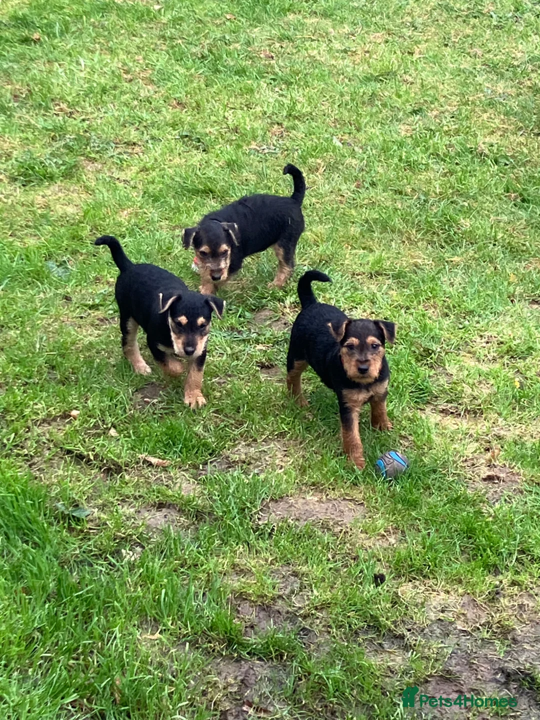 Lakeland Terrier dogs for sale: Lakeland terrier  in Lancaster - Advert 9