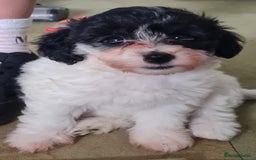 Maltipoo dogs for sale: Maltipoo's rare sable parti colours x4 - Image 4
