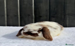 Mini Lop rabbits for sale: ✨Mini Lop Buck Available– Ready for His New Home!✨ - Advert 3