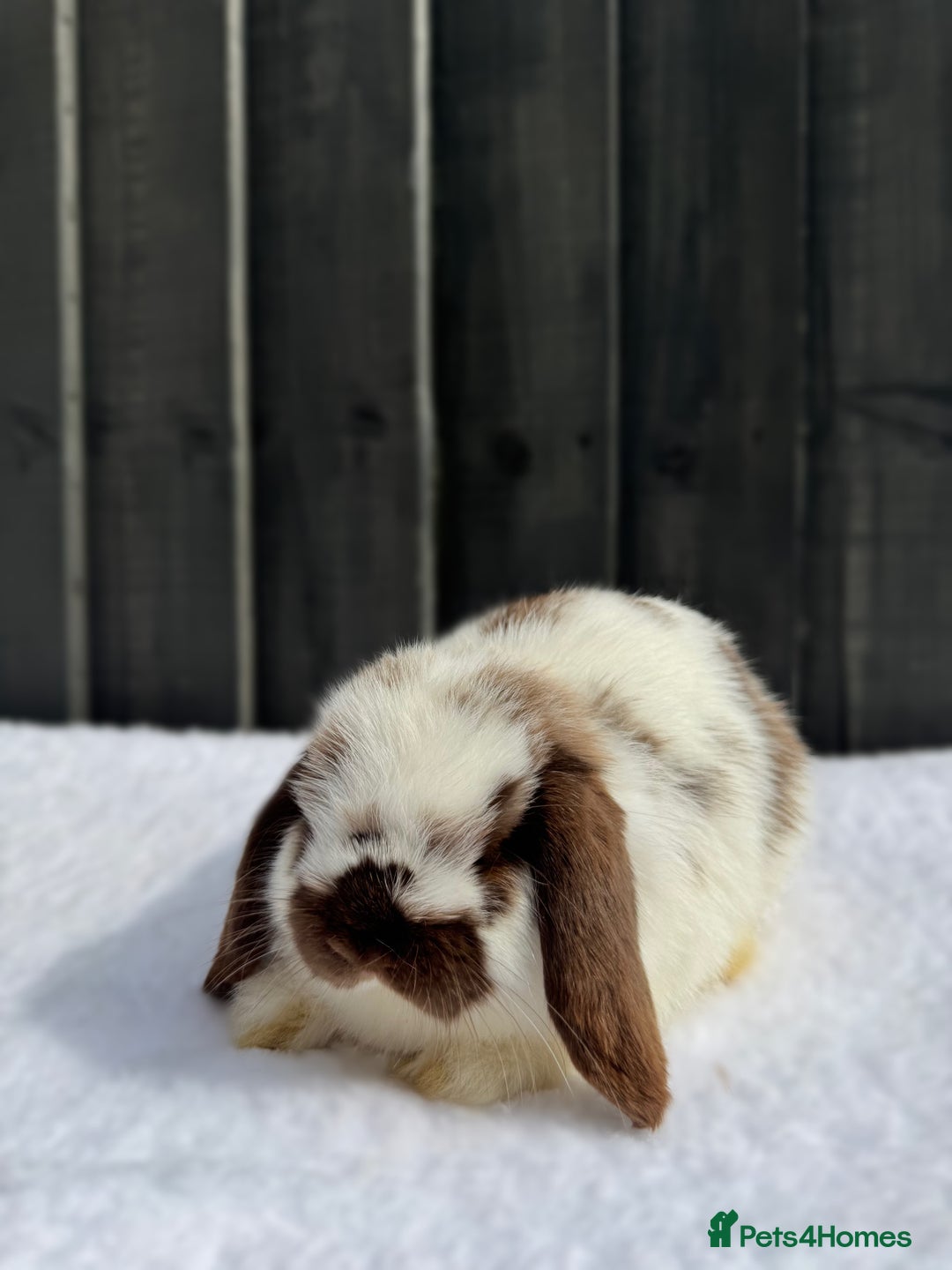 Mini Lop rabbits for sale: ✨Mini Lop Buck Available– Ready for His New Home!✨ - Advert 3