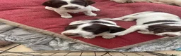 English Springer Spaniel dogs for sale: Sire Field trial winner in Chester - Advert 5