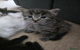 Ragdoll cats for sale: Beautiful mix Ragdoll cross Norwegian forest  - Image 10